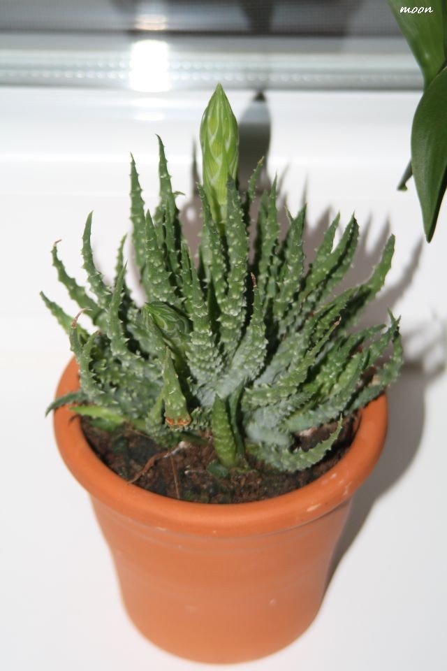 Aloe humilis